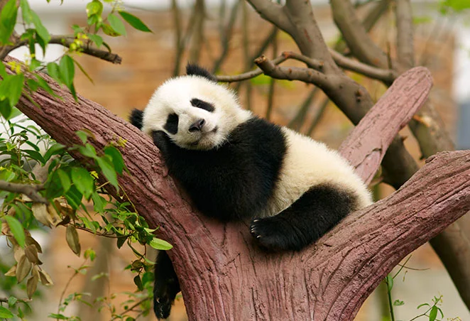 Беззаботный панда